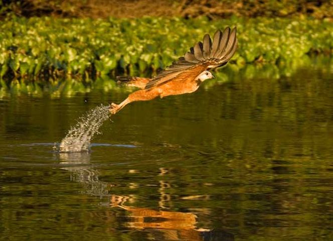 16 daagse Rondreis Natuurlijk Brazilie 3