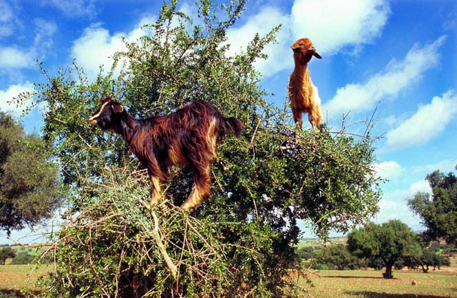 Ontdek Marokko en de Oases 13 daagse rondreis 7