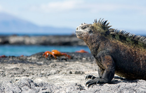 Galapagos Venture Afbeelding