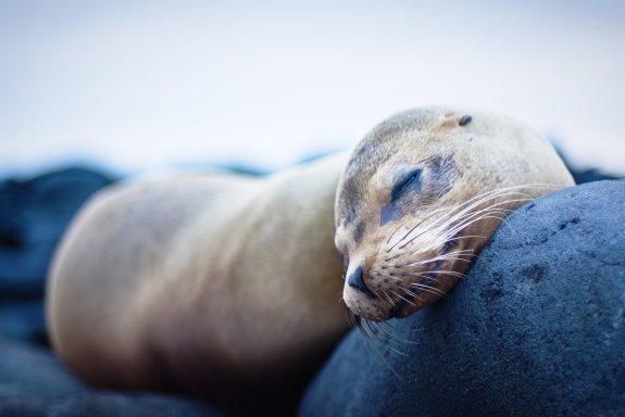 Active Galapagos 1