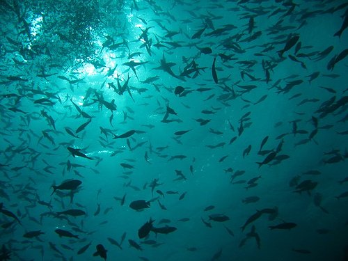 Active Galapagos 2