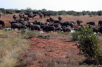 16 dagen inclusief 3 daagse Safari Tsavo East en West met Plaza Beach Afbeelding