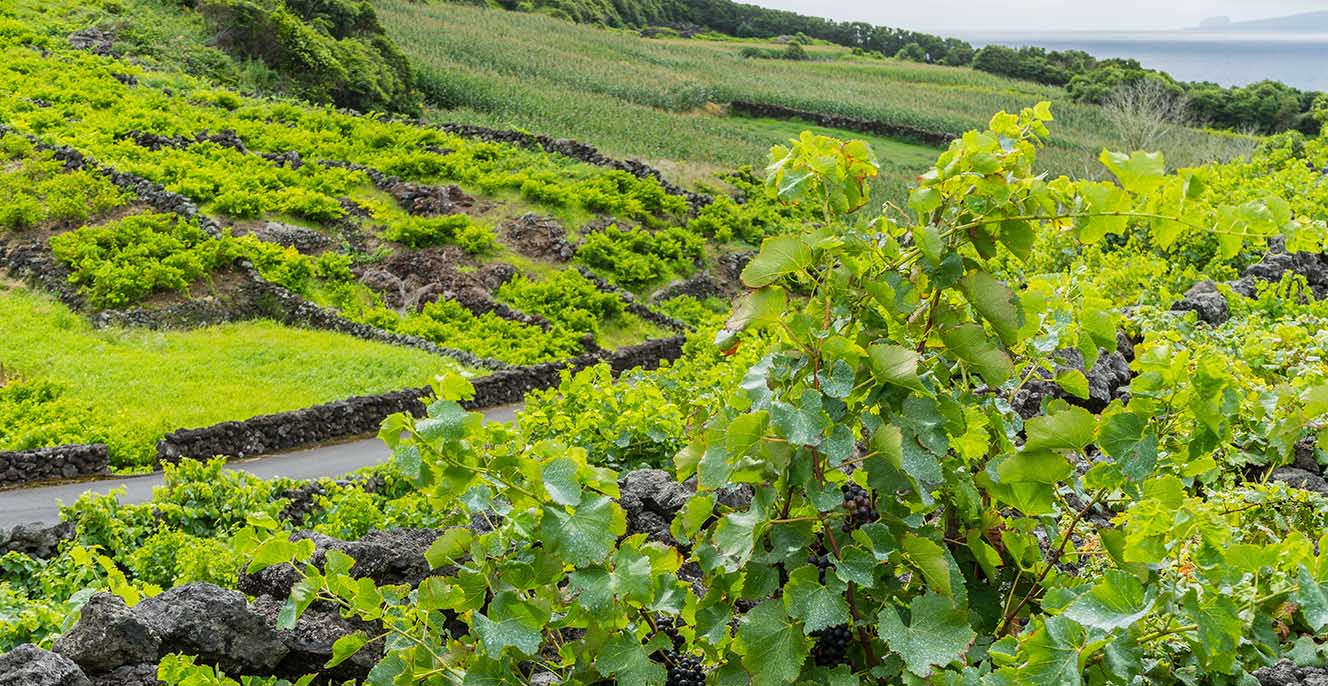 23 daagse Eilandhop naar Portugal Afbeelding